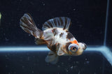Butterfly  Calico 4 Inch (ID#228B8b-53) Free2Day SHIPPING