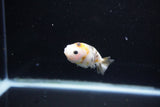 Baby Ranchu  Calico 2.5 Inch (ID#1112R9c-43) Free2Day SHIPPING