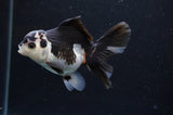 Juvenile Thai Oranda  Panda 3.5 Inch (ID#404T13b-69) Free2Day SHIPPING
