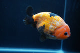 Milk Cow Ranchu  Calico 4.5 Inch (ID#1231R10c-82) Free2Day SHIPPING