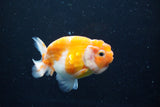 Ranchu  Sakura 3 Inch (ID#1004R5c-79) Free2Day SHIPPING