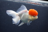 Thai Oranda  Red Cap 5.5 Inch (ID#1015To13a-46) Free2Day SHIPPING