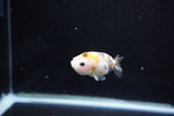 Baby Ranchu  Calico 2.5 Inch (ID#1112R9c-43) Free2Day SHIPPING