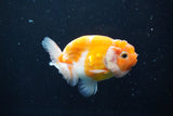 Ranchu  Sakura 3 Inch (ID#1004R5c-79) Free2Day SHIPPING