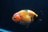 Milk Cow Ranchu  Calico 4.5 Inch (ID#1231R10c-82) Free2Day SHIPPING