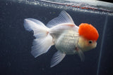 Thai Oranda  Red Cap 5.5 Inch (ID#1015To13a-46) Free2Day SHIPPING