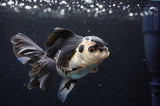 Juvenile Thai Oranda  Panda 3.5 Inch (ID#404T13b-69) Free2Day SHIPPING