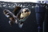 Juvenile Thai Oranda  Panda 3.5 Inch (ID#404T13b-69) Free2Day SHIPPING