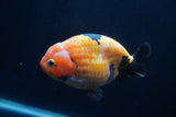 Milk Cow Ranchu  Calico 4.5 Inch (ID#1231R10c-82) Free2Day SHIPPING