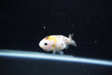 Baby Ranchu  Calico 2.5 Inch (ID#1112R9c-43) Free2Day SHIPPING