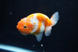 Ranchu  Sakura 3 Inch (ID#1004R5c-79) Free2Day SHIPPING