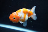 Ranchu  Sakura 3 Inch (ID#1004R5c-79) Free2Day SHIPPING