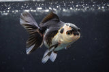 Juvenile Thai Oranda  Panda 3.5 Inch (ID#404T13b-69) Free2Day SHIPPING