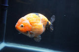 Milk Cow Ranchu  Calico 4.5 Inch (ID#1231R10c-82) Free2Day SHIPPING