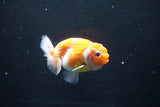 Ranchu  Sakura 3 Inch (ID#1004R5c-79) Free2Day SHIPPING