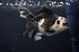 Juvenile Thai Oranda  Panda 3.5 Inch (ID#404T13b-69) Free2Day SHIPPING