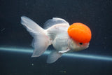 Thai Oranda  Red Cap 5.5 Inch (ID#1015To13a-47) Free2Day SHIPPING