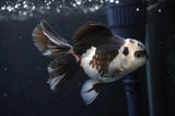 Juvenile Thai Oranda  Panda 3.5 Inch (ID#404T13b-69) Free2Day SHIPPING