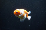 Ranchu  Sakura 3 Inch (ID#1004R5c-79) Free2Day SHIPPING