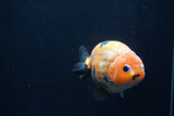 Milk Cow Ranchu  Calico 4.5 Inch (ID#1231R10c-82) Free2Day SHIPPING