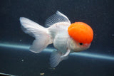 Thai Oranda  Red Cap 5.5 Inch (ID#1015To13a-47) Free2Day SHIPPING