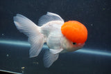 Thai Oranda  Red Cap 5.5 Inch (ID#1015To13a-47) Free2Day SHIPPING