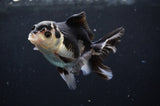 Juvenile Thai Oranda  Panda 3.5 Inch (ID#404T13b-69) Free2Day SHIPPING