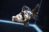 Butterfly  Calico 4 Inch (ID#228B8b-53) Free2Day SHIPPING