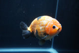 Milk Cow Ranchu  Calico 4.5 Inch (ID#1231R10c-82) Free2Day SHIPPING