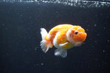 Ranchu  Sakura 3 Inch (ID#1004R5c-79) Free2Day SHIPPING