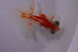 Butterfly  Red White 3.5 Inch (ID#1203B8b-55) Free2Day SHIPPING