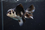 Juvenile Thai Oranda  Panda 3.5 Inch (ID#404T13b-69) Free2Day SHIPPING