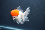 Thai Oranda  Red Cap 5.5 Inch (ID#1015To13a-47) Free2Day SHIPPING