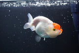 Juvenile Lionchu  Red White 3 Inch (ID#1004R11a-22) Free2Day SHIPPING