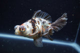 Butterfly  Calico 4 Inch (ID#228B8b-53) Free2Day SHIPPING