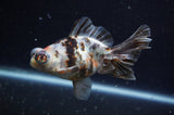 Butterfly  Calico 4 Inch (ID#228B8b-53) Free2Day SHIPPING