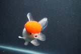 Thai Oranda  Red Cap 5.5 Inch (ID#1015To13a-47) Free2Day SHIPPING