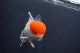 Thai Oranda  Red Cap 5.5 Inch (ID#1015To13a-47) Free2Day SHIPPING