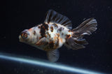 Butterfly  Calico 4 Inch (ID#228B8b-53) Free2Day SHIPPING