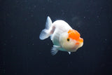 Juvenile Lionchu  Red White 3 Inch (ID#1004R11a-22) Free2Day SHIPPING