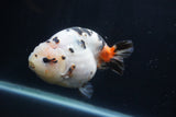 Milk Cow Ranchu  Calico 4.5 Inch (ID#1231R10c-83) Free2Day SHIPPING