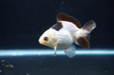Juvenile Thai Oranda  Panda 3 Inch (ID#404T13b-70) Free2Day SHIPPING