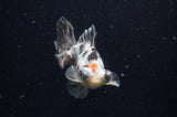 Butterfly  Calico 4 Inch (ID#228B8b-53) Free2Day SHIPPING