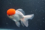 Thai Oranda  Red Cap 5.5 Inch (ID#1015To13a-47) Free2Day SHIPPING