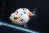 Milk Cow Ranchu  Calico 4.5 Inch (ID#1231R10c-83) Free2Day SHIPPING