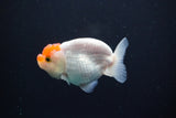 Juvenile Lionchu  Red White 3 Inch (ID#1004R11a-22) Free2Day SHIPPING