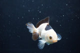 Juvenile Thai Oranda  Panda 3 Inch (ID#404T13b-70) Free2Day SHIPPING