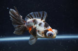 Butterfly  Calico 4 Inch (ID#228B8b-53) Free2Day SHIPPING