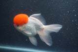 Thai Oranda  Red Cap 5.5 Inch (ID#1015To13a-47) Free2Day SHIPPING