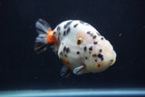 Milk Cow Ranchu  Calico 4.5 Inch (ID#1231R10c-83) Free2Day SHIPPING